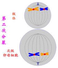 減數第二次分裂中期