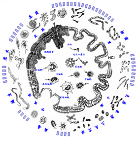 分子免疫學