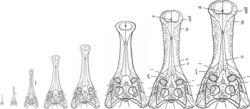 帝王鱷各年齡頭骨化石