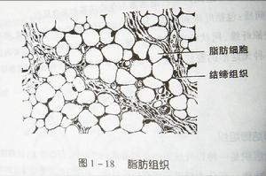 基本組織