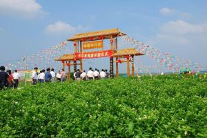 中華茉莉園