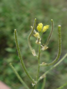 小鼠耳芥（原變種）