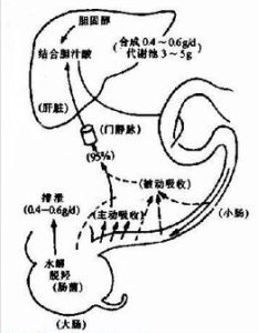 肝腸循環