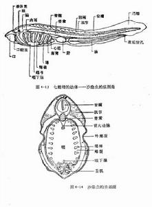 沙隱蟲