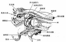 鼓室內側壁