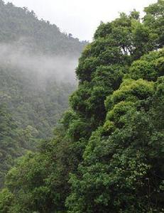 馬頭山林場