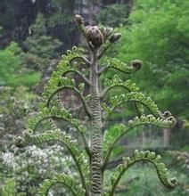 屋氏觀音座蓮