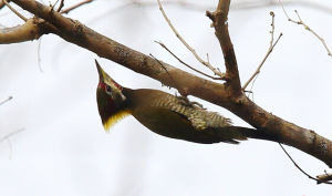 黃冠綠啄木鳥