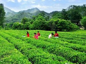 隴南綠茶