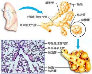 肺泡囊