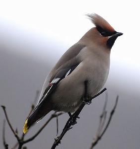 太平鳥指名亞種