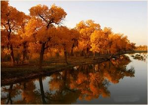 Populus euphratica