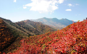 蘭州吐魯溝國家森林公園