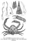 六疣堅殼蟹 