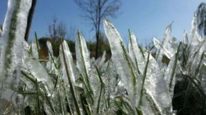植物被冰凍