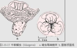 犢新蛔蟲病