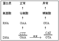 （圖）巨幼細胞貧血