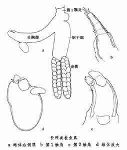 類柱顎虱屬