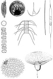 微小浮游生物