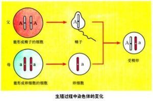 不遺傳變異