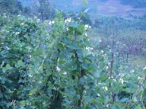 萬補拉打村白芸豆種植業