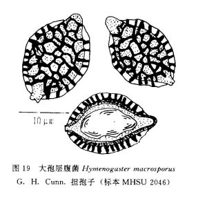 大孢層腹菌