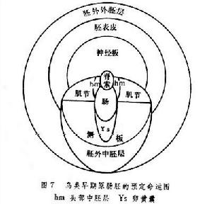 胚胎預定命運圖