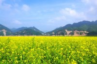 油菜花基地