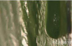 麥記麥綠素核心技術--細胞破壁
