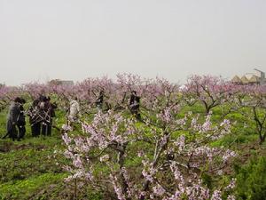 常德桃花源旅遊區