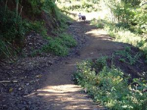 白岩窪村村內道路