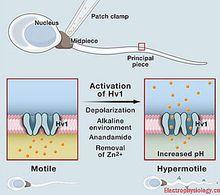 精子遊動促進機制