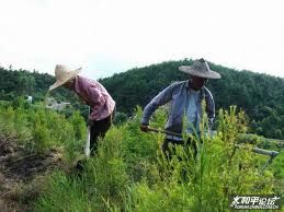 建省永安市西洋鎮葛洲村村民