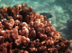 線蟲杯形珊瑚