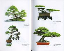 朱永源著《樹木盆景製作與養護》插圖