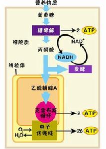 有氧呼吸[高等動、植物進行呼吸作用]