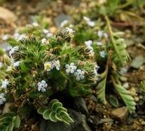 小花毛果草