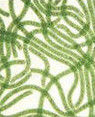 天然螺鏇藻