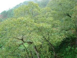 龍潭箐村[雲南楚雄市大地基鄉下轄村]