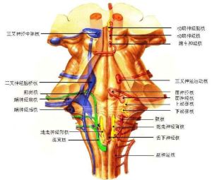 腦神經核