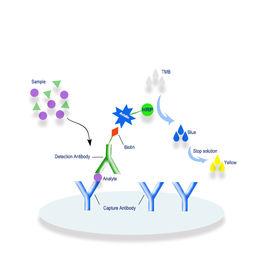 IC[免疫複合物（Immune Complex）]