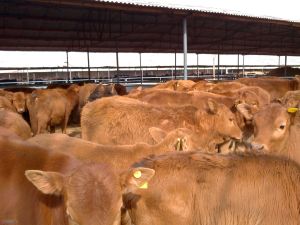 山東輝發牧業肉牛肉羊養殖基地