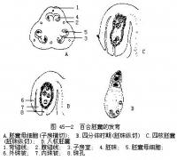 合點