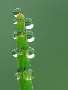 水問荊嫩芽