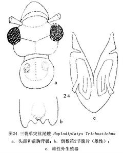 三裂單突絲尾螋