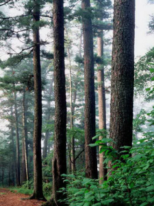 湯旺河生物資源