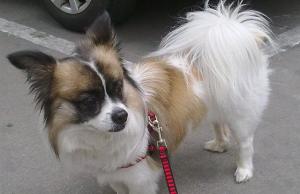 Papillon dog