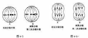 減數分裂中後期