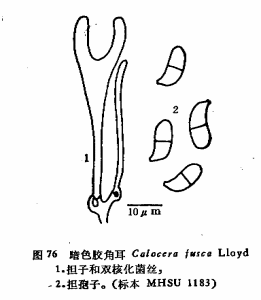 暗色膠角耳