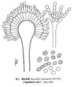 肇慶麴黴